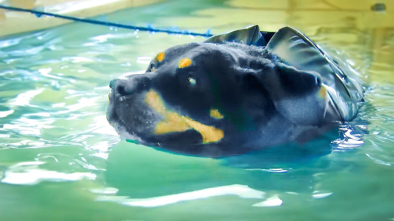 Cette clinique vétérinaire est une référence mondiale