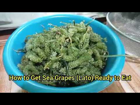 How To Get Sea Grapes (Lato) Ready To Eat