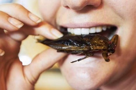 Du Mas des Escaravatiers aux figues de Solliès : découvrez nos pépites gourmandes et nos courts-métrages coup de cœur